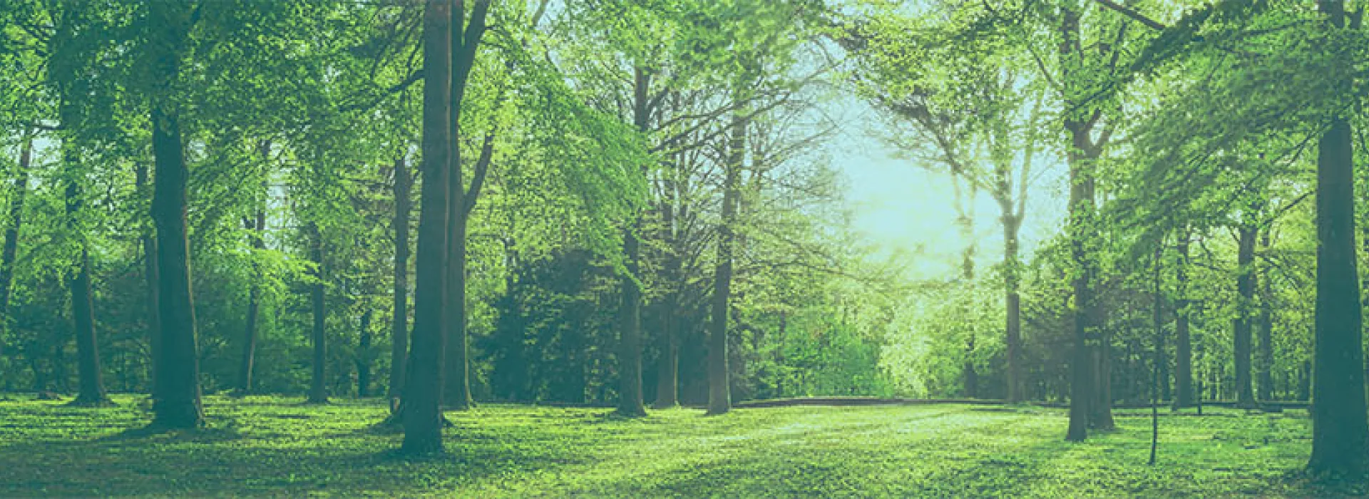 Woods Banner